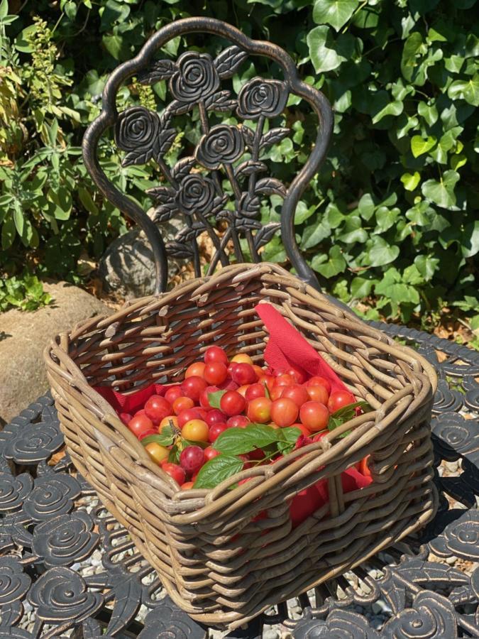 Dolce Vita In Tuscany Cottage Capannori Kültér fotó
