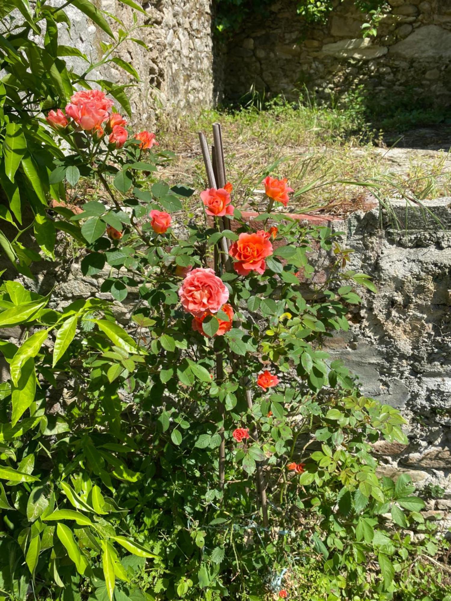 Dolce Vita In Tuscany Cottage Capannori Kültér fotó